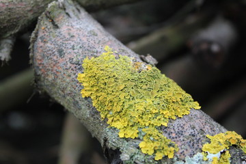 lichen and moss on an old tree branch