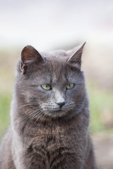 Portrait of a gray cat on a light background. Muzzle of a gray adult cat close-up. Vertical photo of a pet with a copy space. Сat looks into the distance.