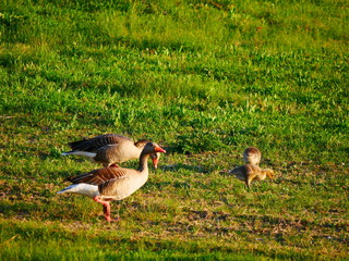 Neu-Ulm, Deutschland: Eine Graugansfamilie in einem örtlichen Naturschutzgebiet