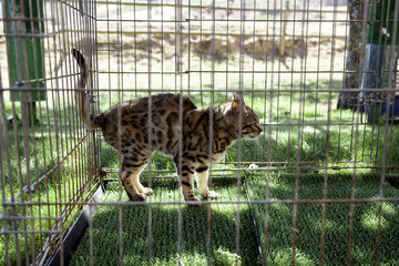 Caged Wildcat
