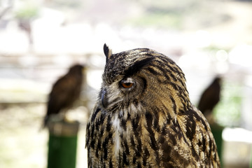 Wild eagle owl