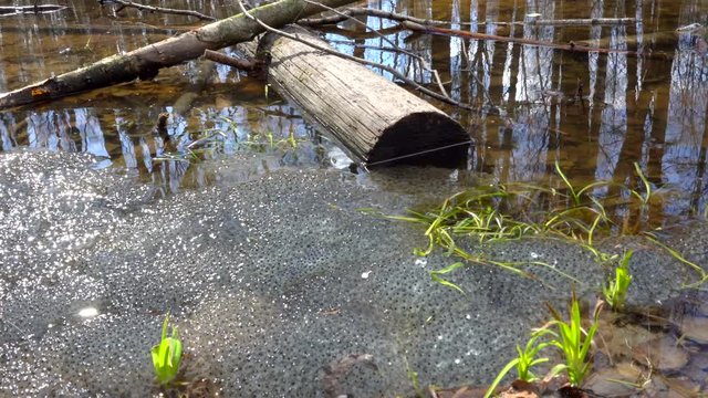Frog roe in a spring forest pond.