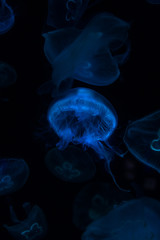 Low key jellyfish sea saltwater tank aquarium ocean life dark water
