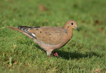 Zenaida Dove in the grass