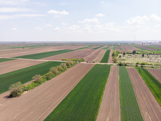 Fototapeta na wymiar Agriculture concept with grain fields in the spring. Aerial view of agriculture green wheat fields