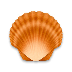 Vector 3d Realistic Brown Closed Scallop Pearl Seashell Icon Closeup Isolated on White Background. Design Template. Top View