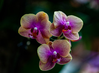 Fototapeta na wymiar Brown and Pink Orchid Cluster