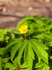 Insect on a celandine flower