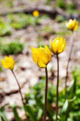 Yellow meadow tulips in a forest clearing