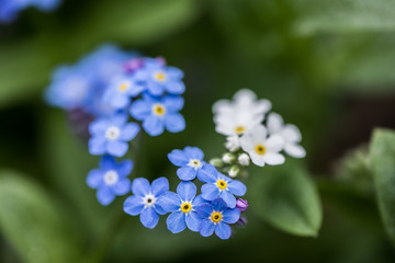 Forget-me-not flower blue and white