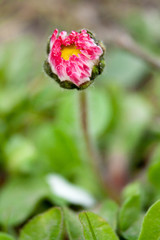 Chamomile bud with purple petals in a spring garden