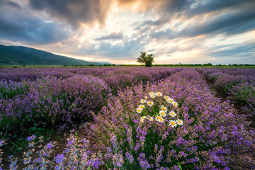 Fototapeta na wymiar Stunning view with a beautiful lavender field at sunrise