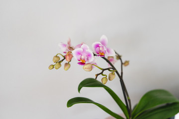 Fototapeta premium Beautiful pink orchid on a light background. Orchid Pink Dream.