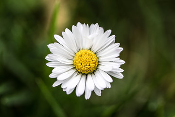 Daisy Flower macro photography