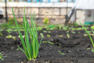 Growing Young Green Corn Seedling Sprouts in Cultivated Agricultural Farm Field