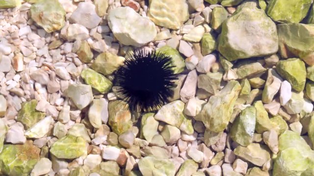 Black sea urchin lies underwater on stones. Sea urchin Echinothrix diadema, commonly called diadema urchin or blue-black urchin, underwater at bottom of Adriatic in Croatia. Long spines sea urchin.