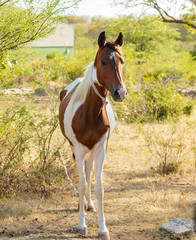 Obraz premium brown and white horse in the field