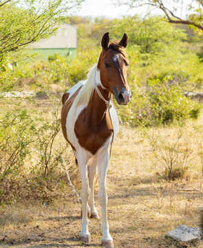 Brown And White Horse In The Field