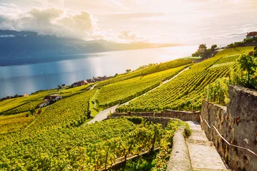 Zelfklevend Fotobehang Lavaux, Zwitserland: Meer van Genève en het landschap van de Zwitserse Alpen gezien vanaf het wandelpad Lavaux-wijngaard in het kanton Vaud © Michal Ludwiczak