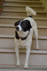 A white and black dog doing funny face. 