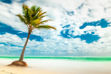 Obraz na płótnie Canvas palm tree on the tropical beach