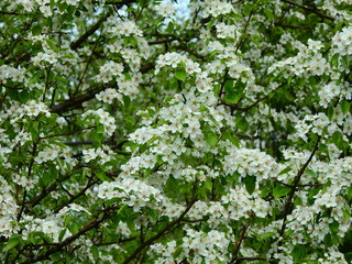 Blossoms on a pear tree in spring in a garden