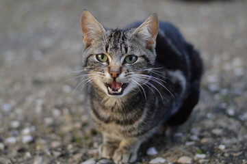 Wild cat in the nature. 