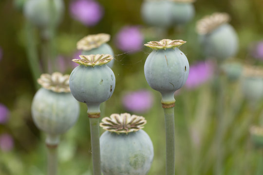 Opium poppy capsules in a garden during spring
