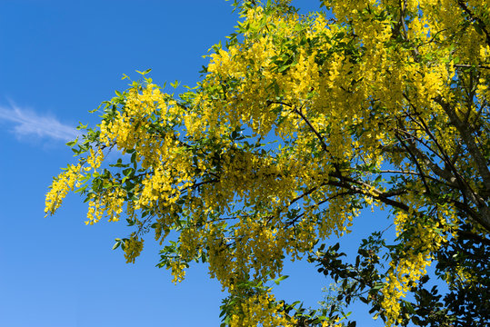 Flowers of the poisonous Laburnum tree (Laburnum anagyroides) against a blue sky. Also known as the golden chain or golden rain tree.