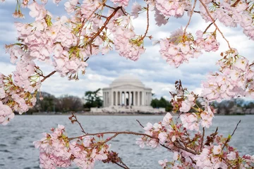 Fleecedeken met foto Kersenbloesem A view of cherry blossoms and the Jefferson Memorial across the Tidal Basin during the Cherry Blossom Festival in Washington DC, USA  © Mary Swift