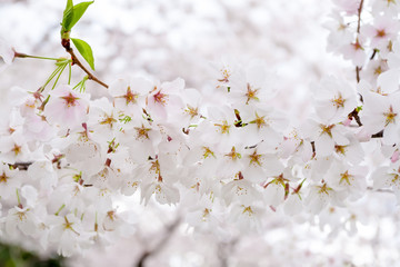 Yoshino cherry blossoms (Prunus x yedoensis) at the Cherry Blossom Festival in Washington DC, USA