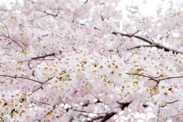 Yoshino cherry blossoms (Prunus x yedoensis) at the Cherry Blossom Festival in Washington DC, USA