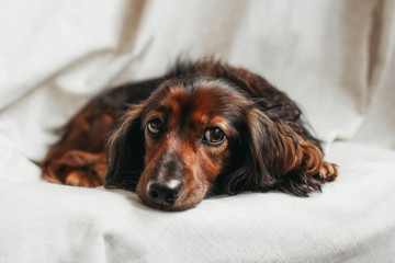 dachshund
