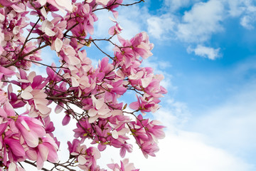 Pink Saucer Magnolia (Magnolia x soulangeana) blooms against a blue sky with fluffy clouds in Washington DC, USA
