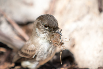 An Eastern Phoebe (Sayornis phoebe) collecting material to build a nest during the spring in...