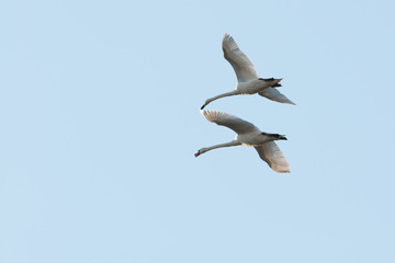 two swans fly holding each other wings