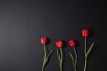 Mourning four of the flower for Loss. Tulips on a dark background. Space for funeral text.