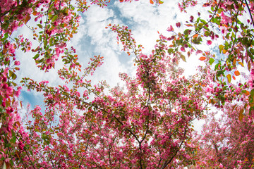 Blooming pink Apple trees