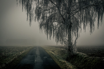 Baum im Nebel