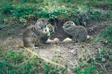 Three beautiful furry ground squirrels on the summer lawn waiting to be fed