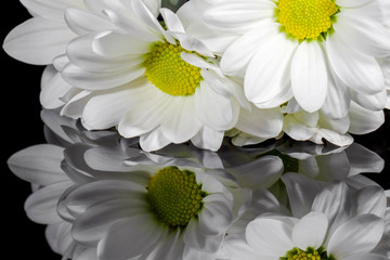 bouquet of chrysanthemums on a black background