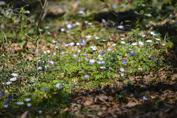 Fleurs sauvages dans un sous-bois