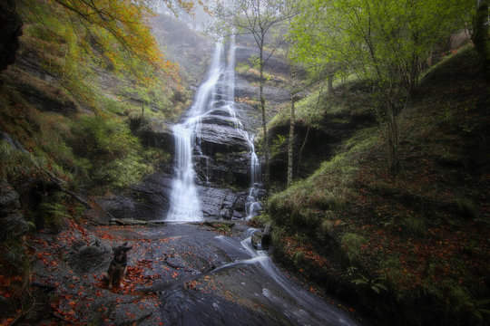 Un perro junto a la cascada de Uguna, Spain