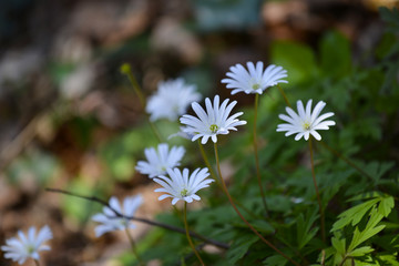 Fleurs sauvages dans un sous-bois