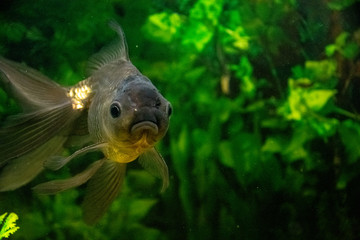 peces koi de acuario de agua fría