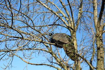 Peacock stands on tree branch.