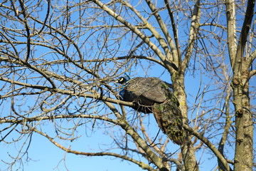 Peacock stands on tree branch.