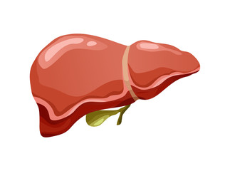 Realistic human liver organ vector front view illustration isolated on white background. Healthcare medicine concept. Anatomy, of internal organ