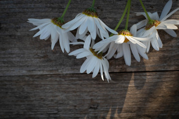 Obraz premium Chamomile flowers on wooden table background with copy space