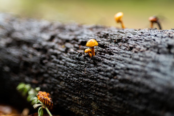 Small orange mushrooms growing on wet bark of a log in California